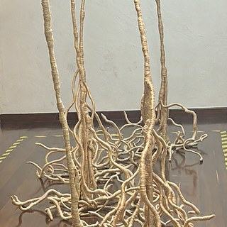 MYCELIUM
